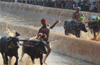 Karnataka HC Refuses to Lift Kambala Ban, To Wait for Jallikattu Verdict